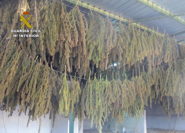 La Guardia Civil desmantela en Jumilla un cultivo de marihuana con más de 3.500 plantas - 4, Foto 4