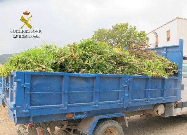 La Guardia Civil desmantela en Jumilla un cultivo de marihuana con más de 3.500 plantas - 5, Foto 5