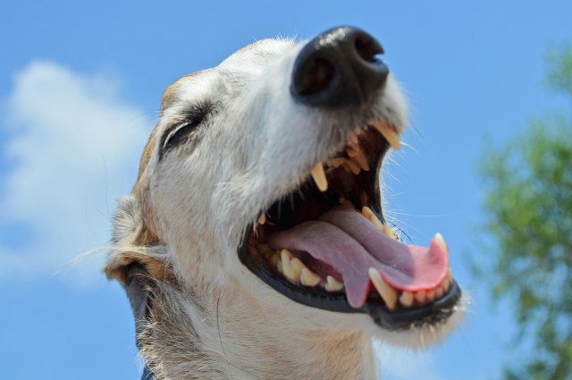 Clínica Ponce de León, la clínica que tiene la mejor solución a los dientes caninos montados - 1, Foto 1