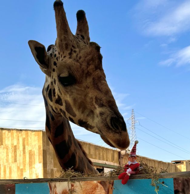 Terra Natura Murcia celebra la Navidad con un calendario de adviento muy especial - 1, Foto 1