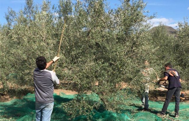 Unión de Uniones reitera la necesidad de ayudas directas a los olivareros para compensar los efectos de una segunda cosecha corta por la sequía - 1, Foto 1