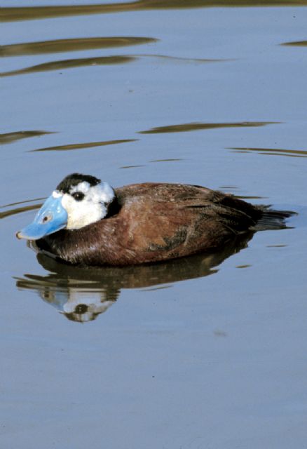 Medio Ambiente adjudica el contrato para el seguimiento biológico de las especies de fauna vertebrada amenazada en la Región - 1, Foto 1