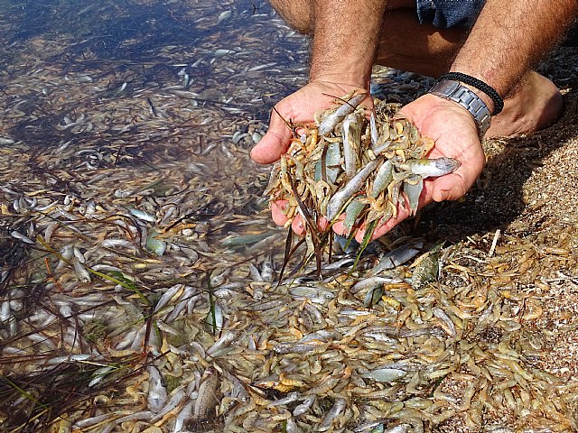 Greenpeace se persona como acusación popular para buscar culpables en el ecocidio del Mar Menor - 3, Foto 3