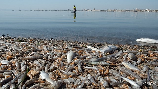 Greenpeace se persona como acusación popular para buscar culpables en el ecocidio del Mar Menor - 4, Foto 4