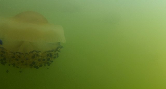 Greenpeace se persona como acusación popular para buscar culpables en el ecocidio del Mar Menor - 5, Foto 5