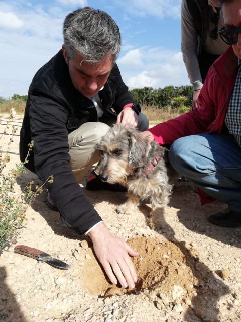 Las zonas de secano de la Región aumentan su rentabilidad con el cultivo de la trufa del desierto - 1, Foto 1