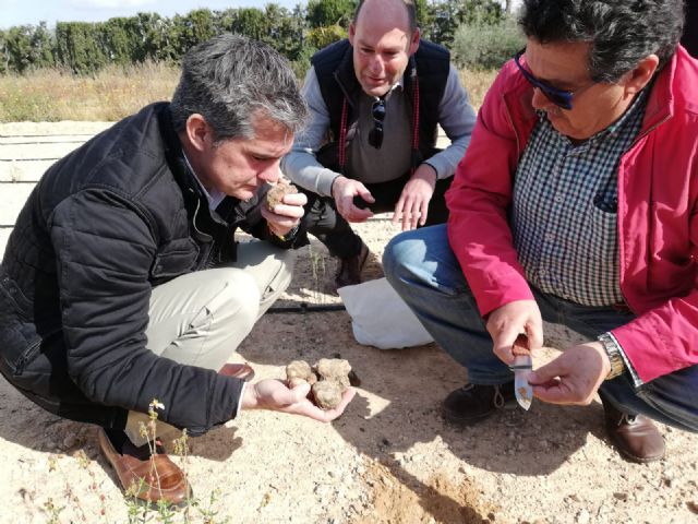 Las zonas de secano de la Región aumentan su rentabilidad con el cultivo de la trufa del desierto - 2, Foto 2