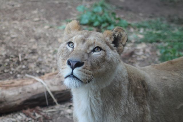 Dos leones africanos llegan a Terra Natura Murcia - 1, Foto 1