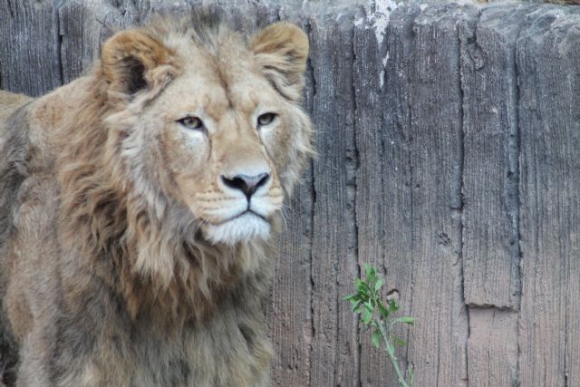 Dos leones africanos llegan a Terra Natura Murcia - 2, Foto 2