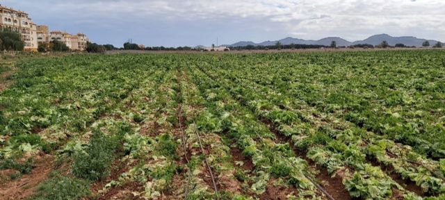 La sociedad alemana: clave para salvar el Mar Menor - 1, Foto 1