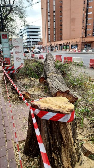 El PP exige la paralización inmediata de la tala irregular de árboles en Murcia - 1, Foto 1