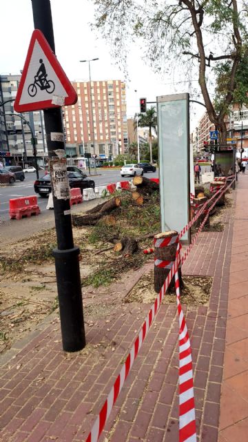 El PP exige la paralización inmediata de la tala irregular de árboles en Murcia - 2, Foto 2