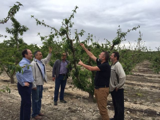 El grupo de trabajo de frutales comprueba ´in situ´ la producción recolectable de las zonas afectadas por la helada de febrero - 1, Foto 1