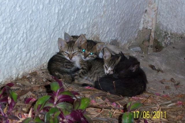 La Mesa de Bienestar Animal de la Ciudad de Cartagena aprueba la implantación de un proyecto de control de la población felina en dicha ciudad - 1, Foto 1