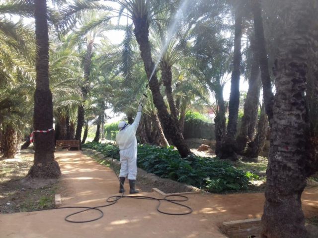 Parques y Jardines intensifica su lucha contra el picudo - 1, Foto 1