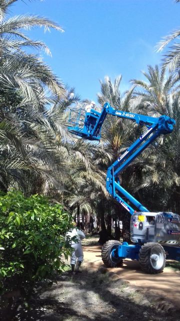 Parques y Jardines intensifica su lucha contra el picudo - 2, Foto 2