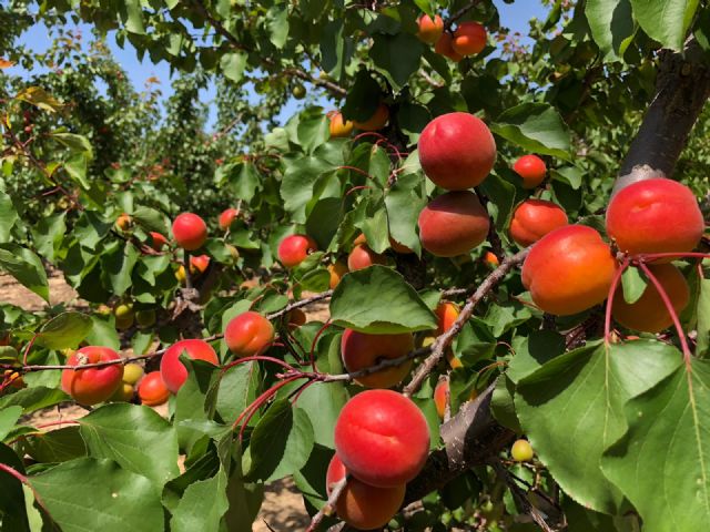 Retos y Oportunidades de la fruta de hueso en la Región de Murcia - 1, Foto 1