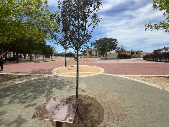 Sucina conmemora su 280 aniversario con la plantación de una encina de dos metros de altura en su plaza principal - 1, Foto 1