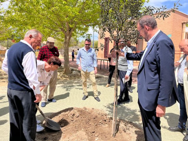 Sucina conmemora su 280 aniversario con la plantación de una encina de dos metros de altura en su plaza principal - 2, Foto 2