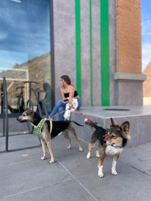 La Noria Outlet se estrena como centro comercial Pet Friendly - 2, Foto 2