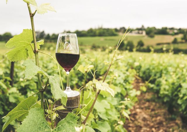 Viña y obra, un maridaje cultural entre el vino y las artes - 1, Foto 1