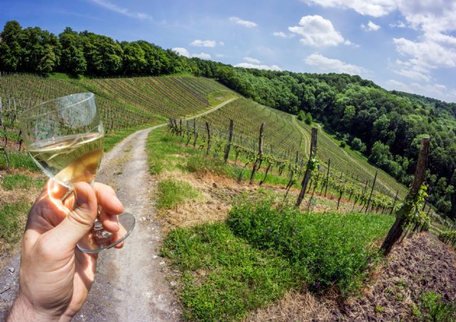 Viña y obra, un maridaje cultural entre el vino y las artes - 2, Foto 2