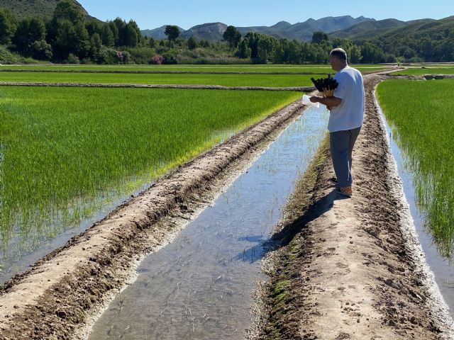 La Comunidad y la DOP de Calasparra avanzan en la estrategia para reducir el uso de fitosanitarios químicos en el cultivo del arroz - 1, Foto 1