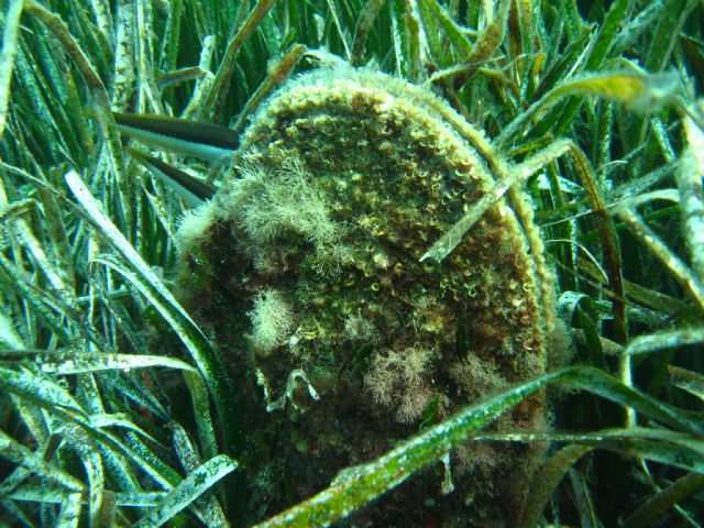 Segunda actividad de voluntariado con snorkel para la búsqueda de nacras en la ribera del Mar Menor - 1, Foto 1