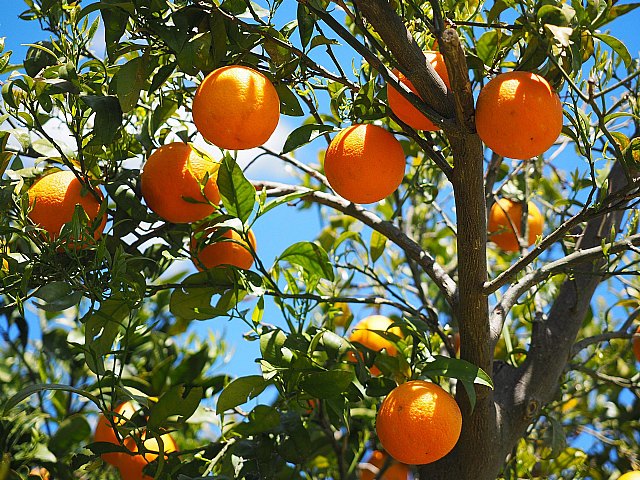 Naranjas y frutas, la primera startup en digitalizar la compraventa de cosechas - 1, Foto 1