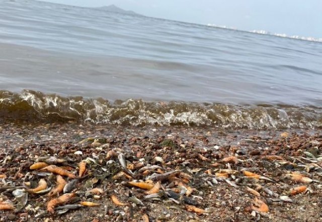 Decálogo de acciones para reducir la contaminación en las playas este verano - 1, Foto 1