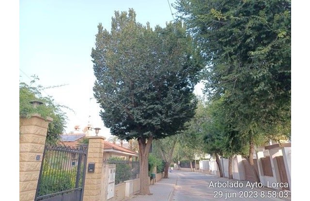 El Ayuntamiento de Lorca retirará un olmo siberiano ubicado en la Alameda Rafael Méndez - 1, Foto 1