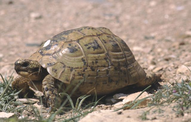 Plan de Conservación de la Tortuga Mora - 1, Foto 1