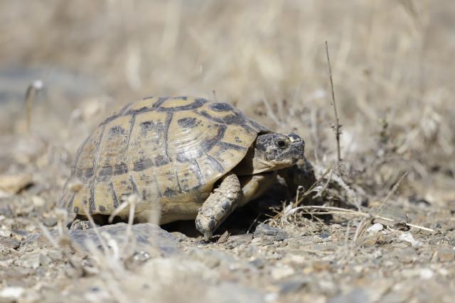 Plan de Conservación de la Tortuga Mora - 2, Foto 2