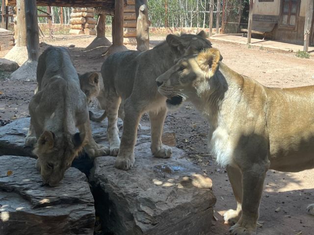 Makulu, Silbán e Irati cumplen un año - 1, Foto 1