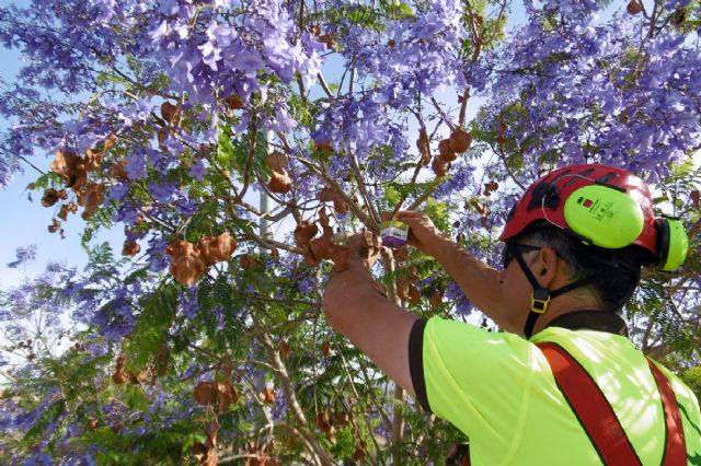 Más de 20.000 árboles son fumigados contra el pulgón - 3, Foto 3