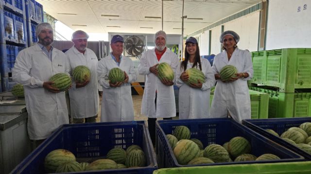 La producción de sandía en Murcia se incrementará casi un 22 por ciento esta campaña - 1, Foto 1