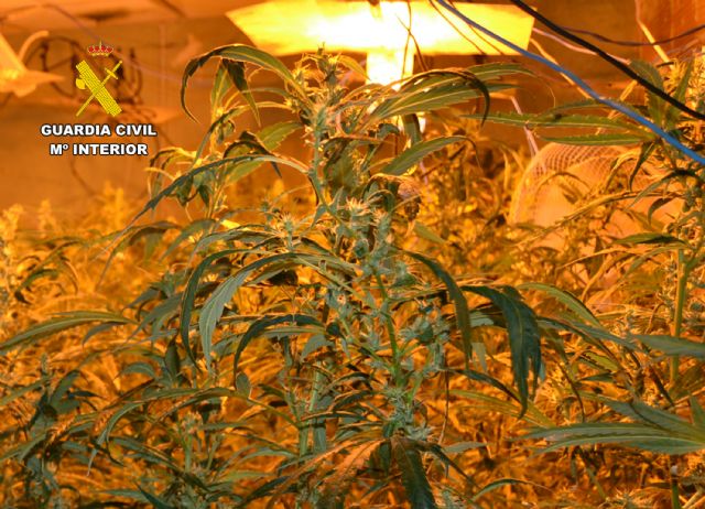 La Guardia Civil desmantela un grupo delictivo que cultivaba marihuana en Cieza - 2, Foto 2