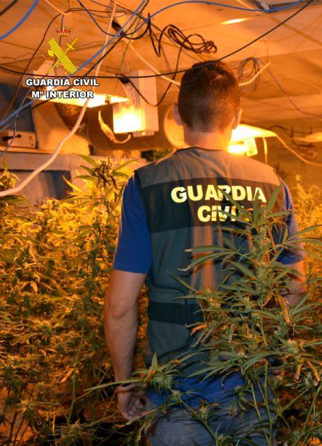 La Guardia Civil desmantela un grupo delictivo que cultivaba marihuana en Cieza - 3, Foto 3