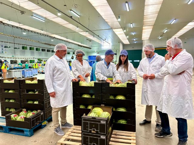 El Valle del Guadalentín alcanza las 2.500 hectáreas de cultivo de sandía - 1, Foto 1