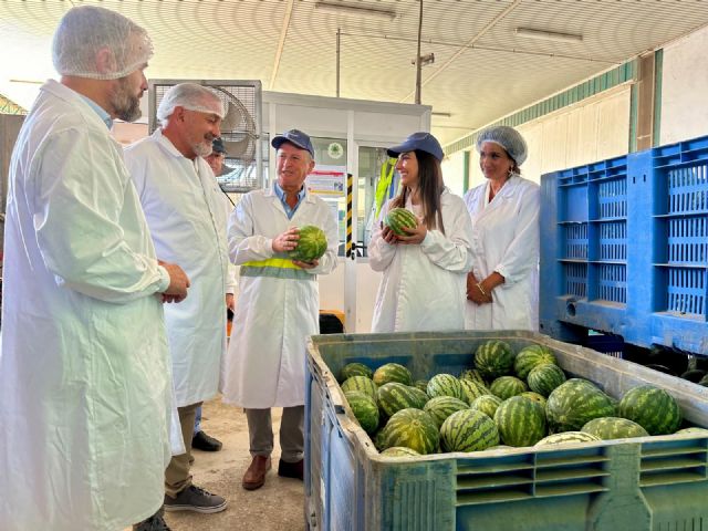 El Valle del Guadalentín alcanza las 2.500 hectáreas de cultivo de sandía - 3, Foto 3