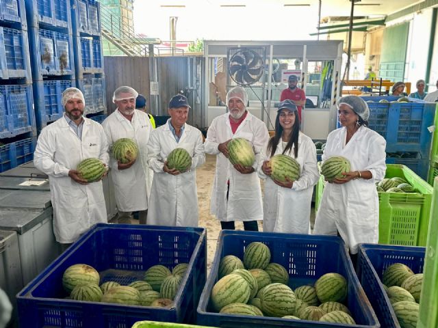 El Valle del Guadalentín alcanza las 2.500 hectáreas de cultivo de sandía - 4, Foto 4