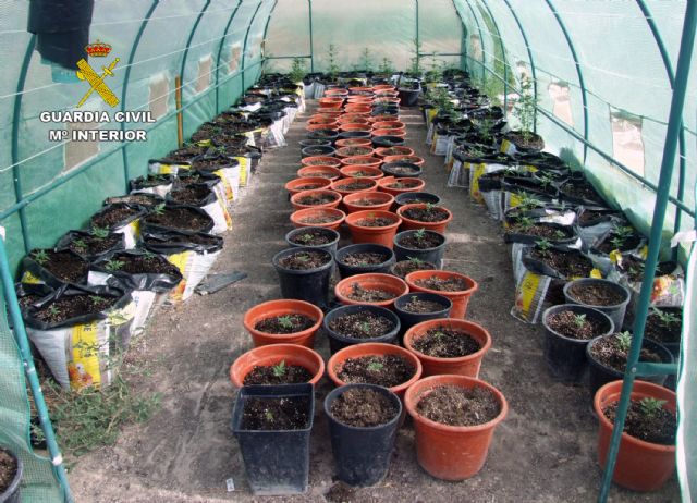 La Guardia Civil desmantela dos plantaciones de marihuana en Zarcilla de Ramos-Lorca - 2, Foto 2