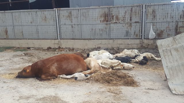 Ciudadanos  Lorca solicita al Ayuntamiento y a la Comandancia del Seprona la inspección de una granja de vacuno en La Hoya - 1, Foto 1