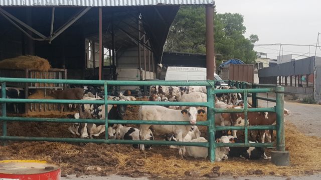 Ciudadanos  Lorca solicita al Ayuntamiento y a la Comandancia del Seprona la inspección de una granja de vacuno en La Hoya - 2, Foto 2