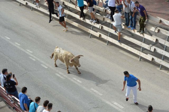 Emocionante y peligroso el segundo encierro de Calasparra que finaliza con dos heridos, uno de ellos por asta de toro - 3, Foto 3