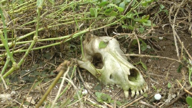 Calavera en los aledaños de la “Finca de los horrores” / Equalia ONG, Foto 1