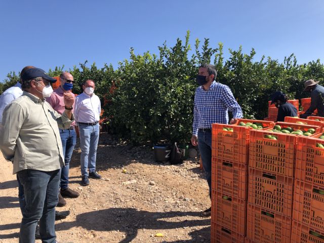 La Región se consolida como líder en cultivo y exportación de limón y producirá el 63 por ciento del total nacional durante la campaña 2020/2021 - 1, Foto 1