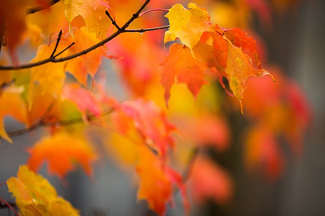 Castro Sierra sugiere los motivos por los que el otoño es la mejor época para una mamoplastia - 1, Foto 1