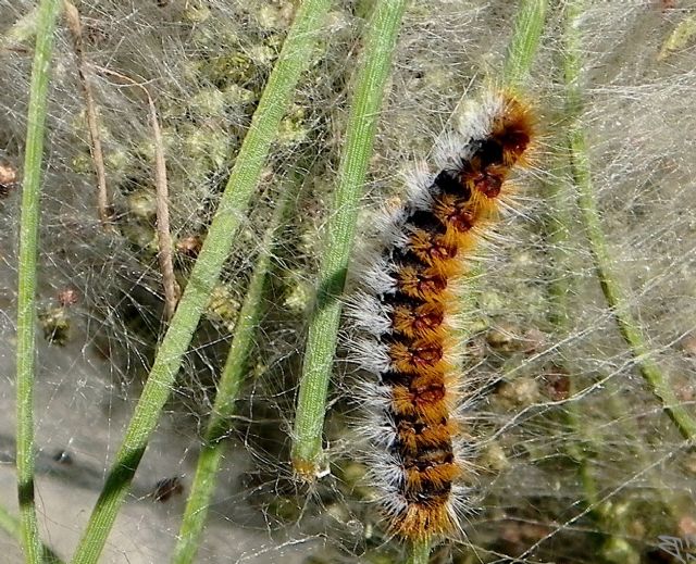 El otoño, la mejor época del año para prevenir la plaga de la oruga procesionaria del pino - 1, Foto 1