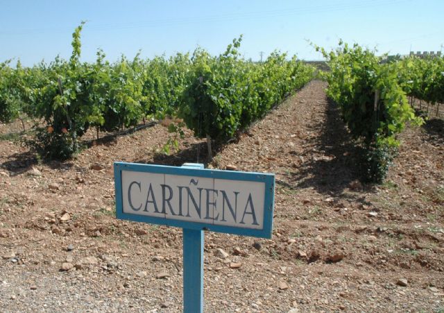 Tradición y vanguardia: la esencia que encierran los vinos de las piedras de la DOP Cariñena - 4, Foto 4